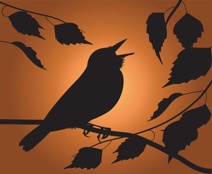 Silhouette Of The Bird Singing Among The Foliage