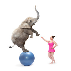 Circus clown girl and elephant balancing on a blue ball.