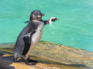 African penguin (Spheniscus demersus) chick
