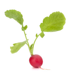 Small garden radish with leaves