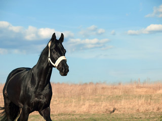 beautiful black breed stallion in spring field