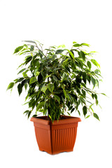 ficus tree in a brown pot isolated on white