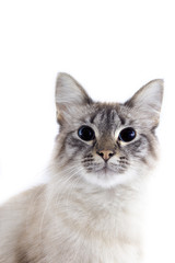 Beautiful cat with blue eyes isolated on white background.