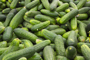 fresh green cucumber collection outdoor on market macro.