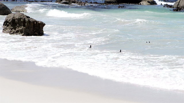 African Penguins at the beach