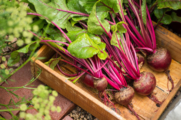 Red Beets
