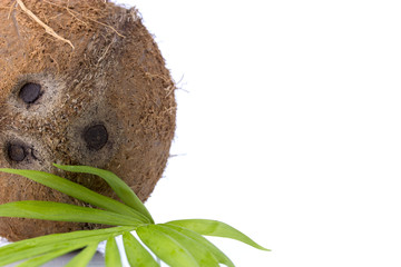 Coconuts with leaves on a white