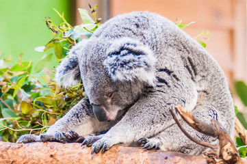 adorable koala bear taking a nap sleeping on a tree