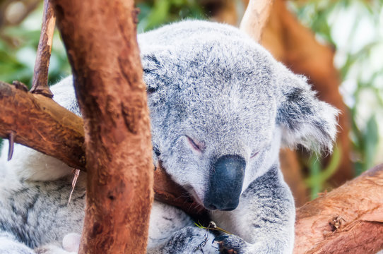 adorable koala bear taking a nap sleeping on a tree