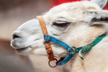 portrait odf a lama on a farm © digidreamgrafix