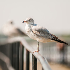 seagull standing on rail