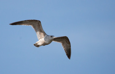 fliegende Möwe