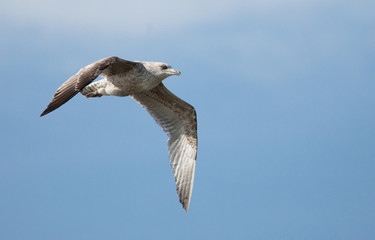 fliegende Möwe