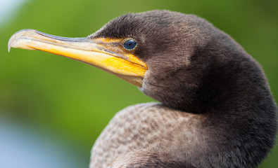 Cormorant