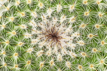 Cactus detail