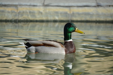 pato salvaje en la ciudad