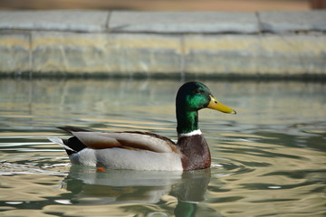 pato salvaje en la ciudad