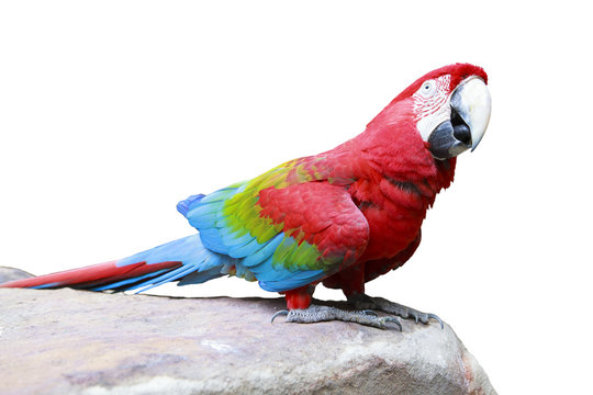 Green-winged Macaw, Ara chloropterus perching on rock ground iso