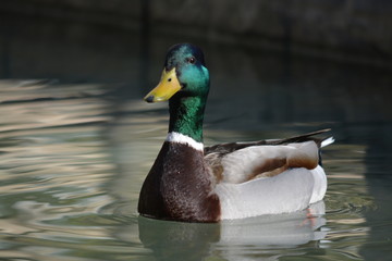 pato salvaje en la ciudad