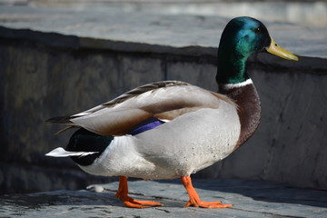 pato salvaje en la ciudad