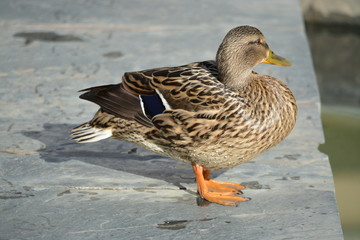 pato salvaje en la ciudad