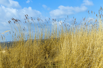 reeds of grass with blue sky