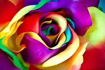 Crédence de cuisine en verre imprimé Fleurs fausse fleur de rose