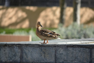 pato salvaje en la ciudad