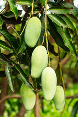 Close up of mangoes
