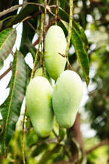 Close up of mangoes