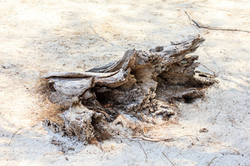 Dry tree trunk sand dune beach