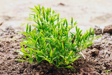 Growing chili peppers