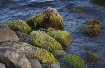 Algae on the boulders.