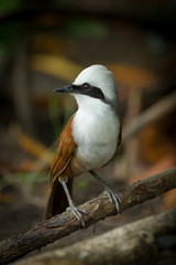 Close up portrait of  White-crested Laughingthrush