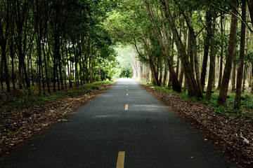 Road in  Plantation Rubbe