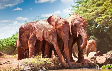 Foto op Aluminium Elephants at the small watering hole in Kenya. © Aleksandar Todorovic