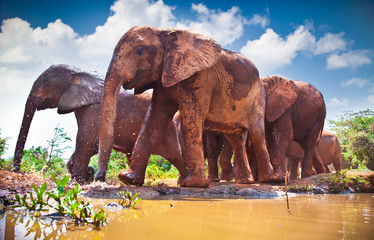Herd of elephants pass by river in Kenya.