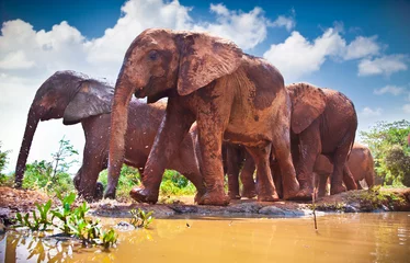 Poster Herd of elephants pass by river in Kenya. © Aleksandar Todorovic