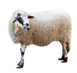  sheep. Isolated over white