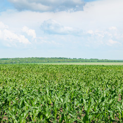 Fototapeta na wymiar corn field and sky