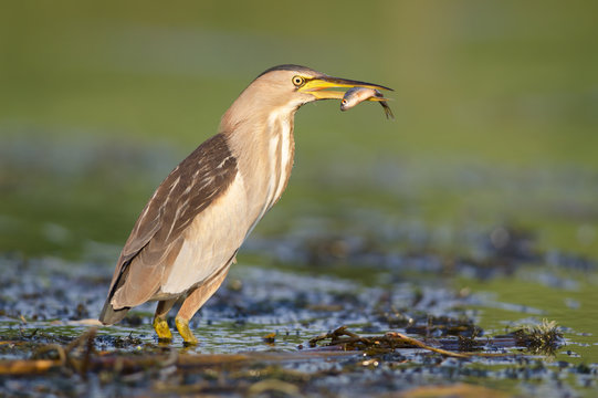 Little bittern with fish