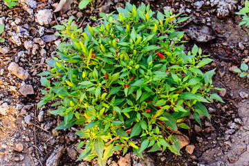 Growing chili peppers