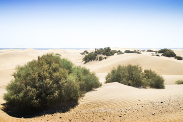 Sand dunes on the beach in Maspalomas.