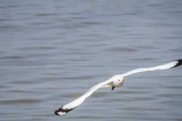 A flying seagull hovers over sea. Gulls or seagulls are seabirds