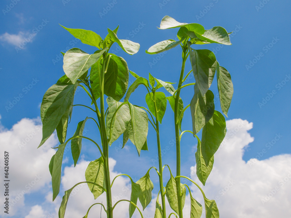 Wall mural plug pepper plant