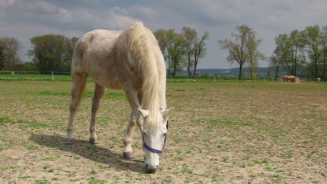 White horse on the pasture on the ranch