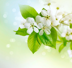 Naklejka premium Spring cherry blossom over blurred background