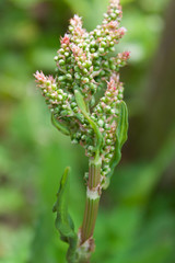 Nature plant