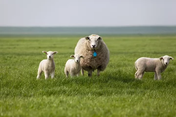 Papier Peint photo Lavable Moutons Sheep with three lambs in the field