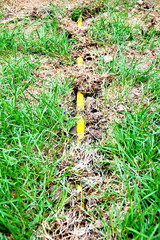 Conduit cord under garden ground
